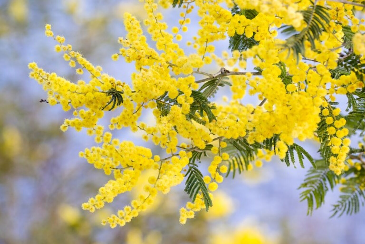 10 Native Australian Flowers And Their Symbolism TopBackyards