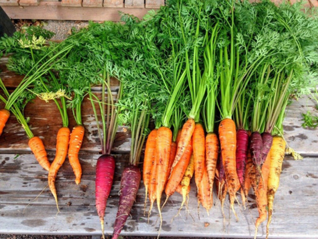 different types of carrots