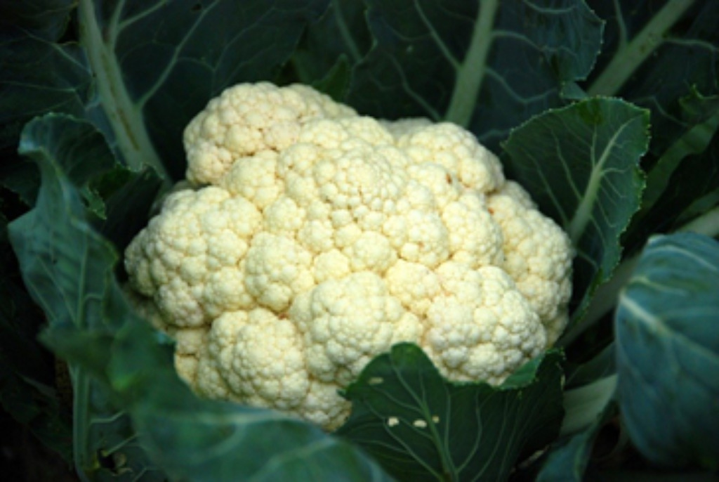 a fresh cauliflower head