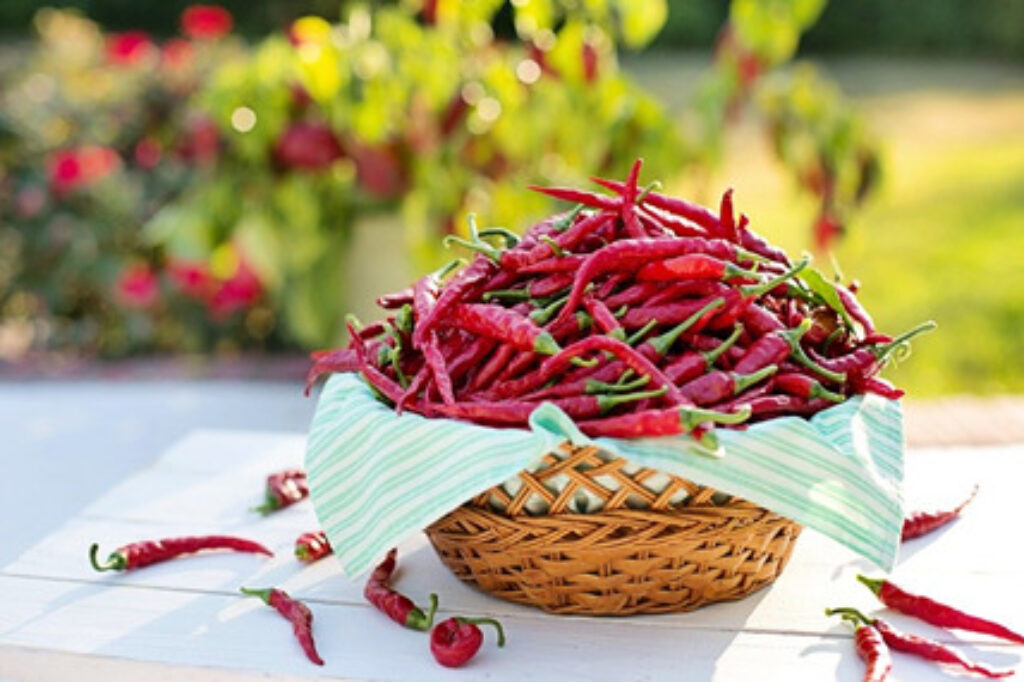 a basket of chilli peppers