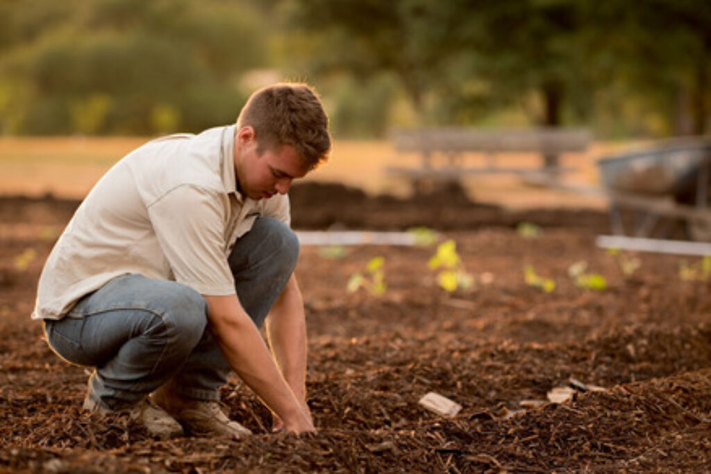 Young boy planting 