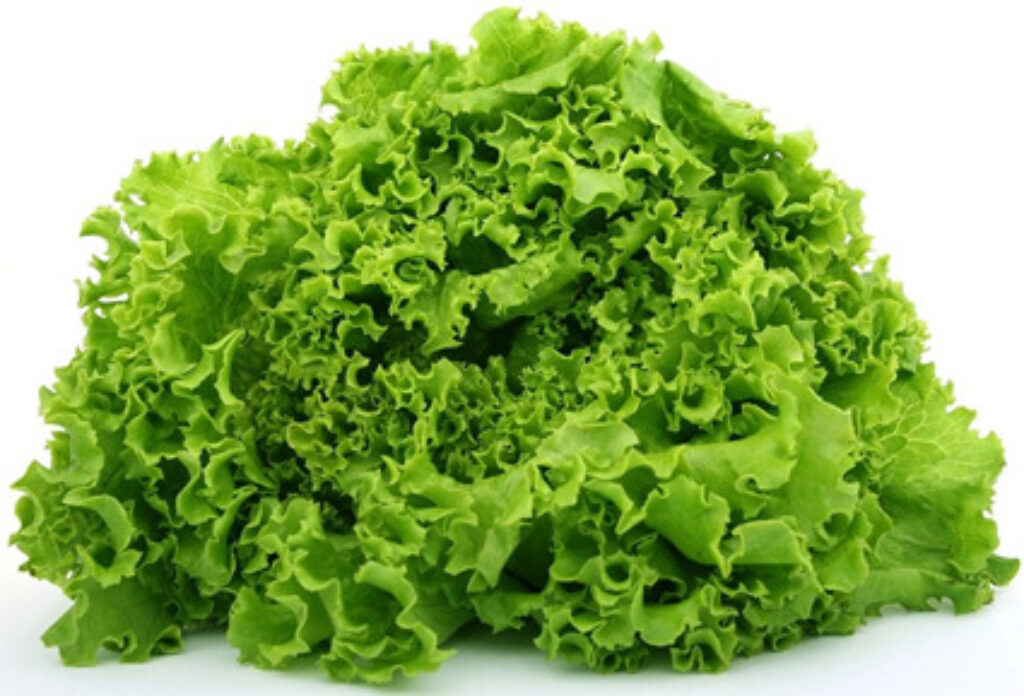 bunch of fresh lettuce 