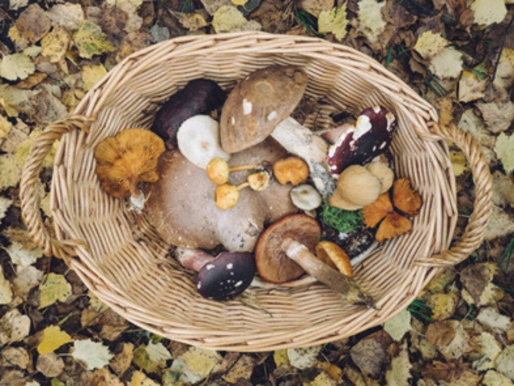 Basket of mushrooms 