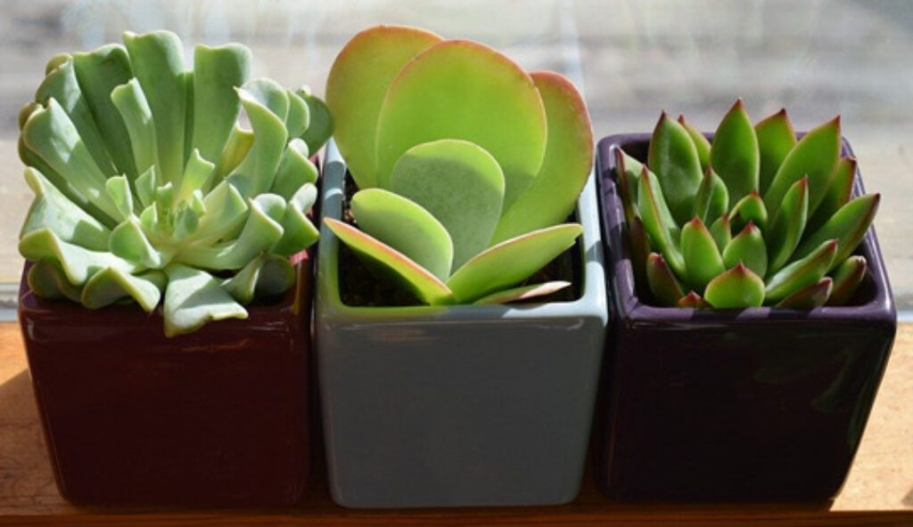 Three little succulents 