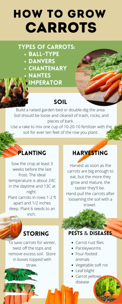 infographic on how to grow carrots