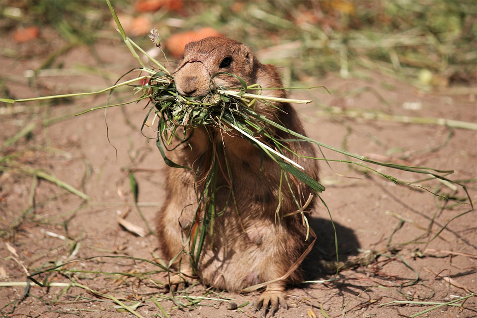 Woodchuck eating plants