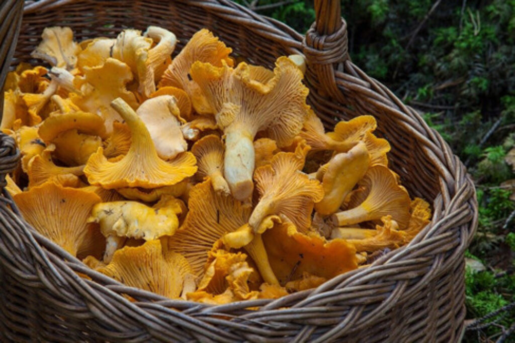 A basket full of mushrooms 