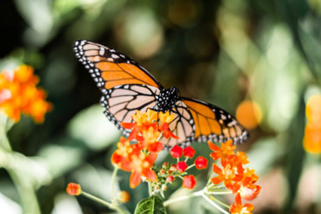 A butterfly on flowers 