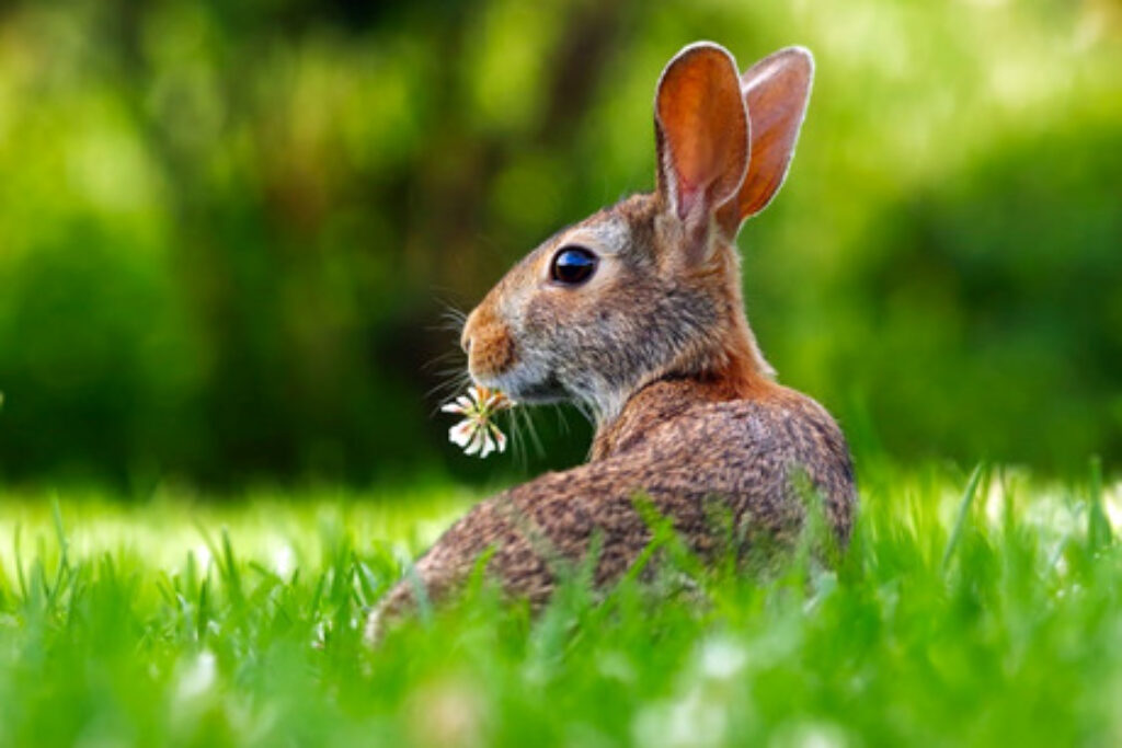 Rabbit chewing a plant