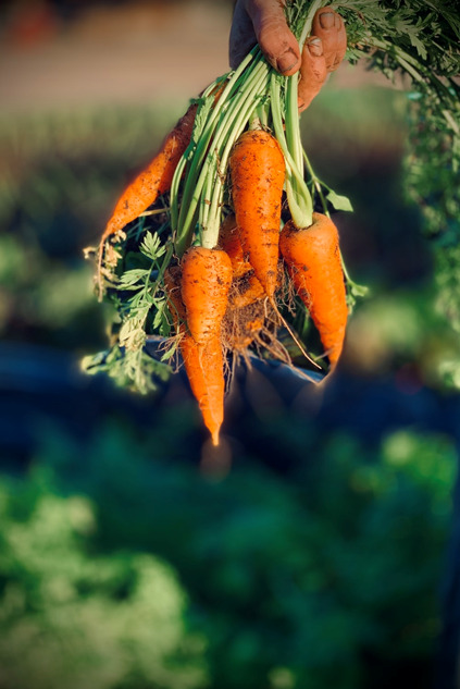 A bunch of freshly-pulled carrots