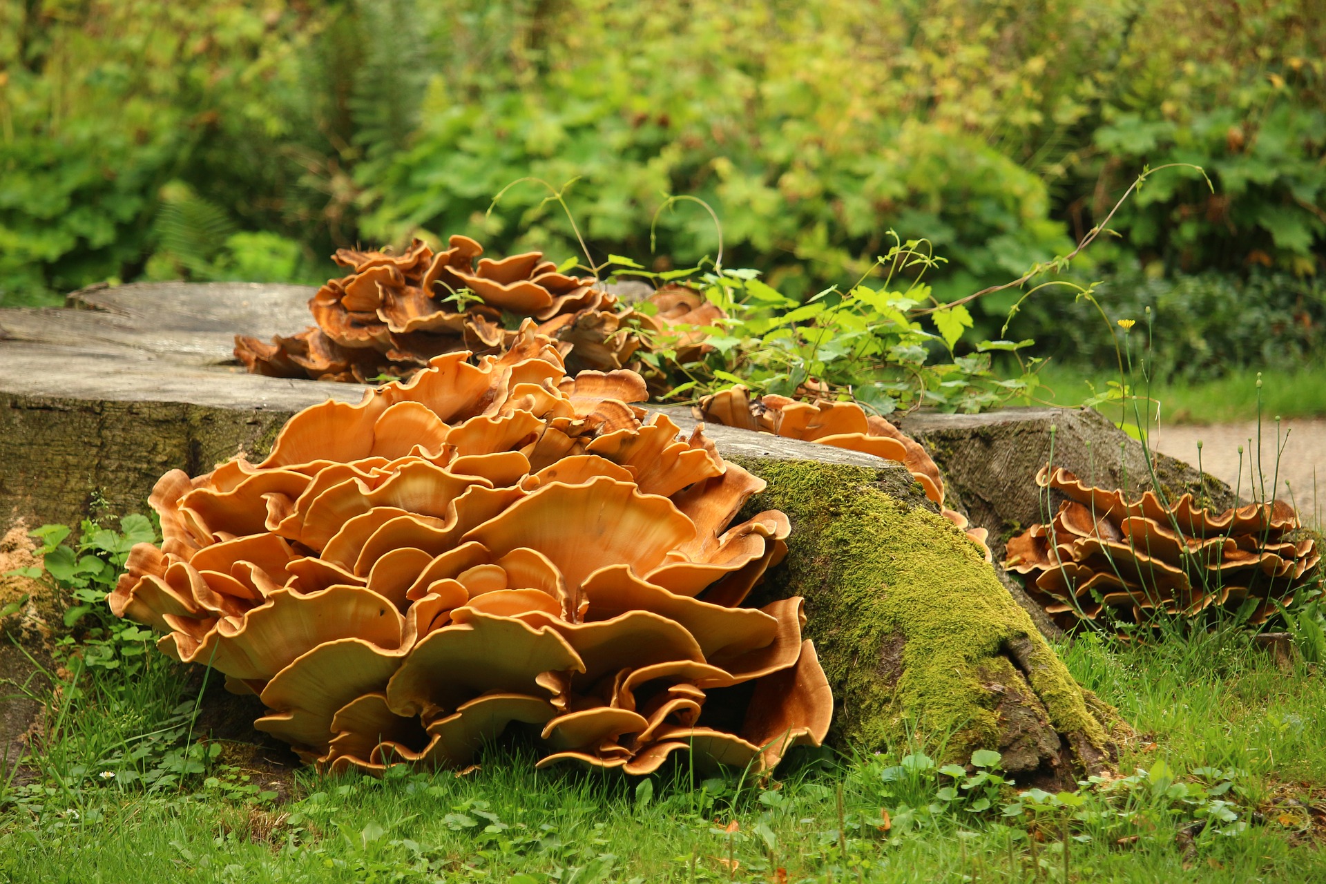 Mushrooms growing on logs
