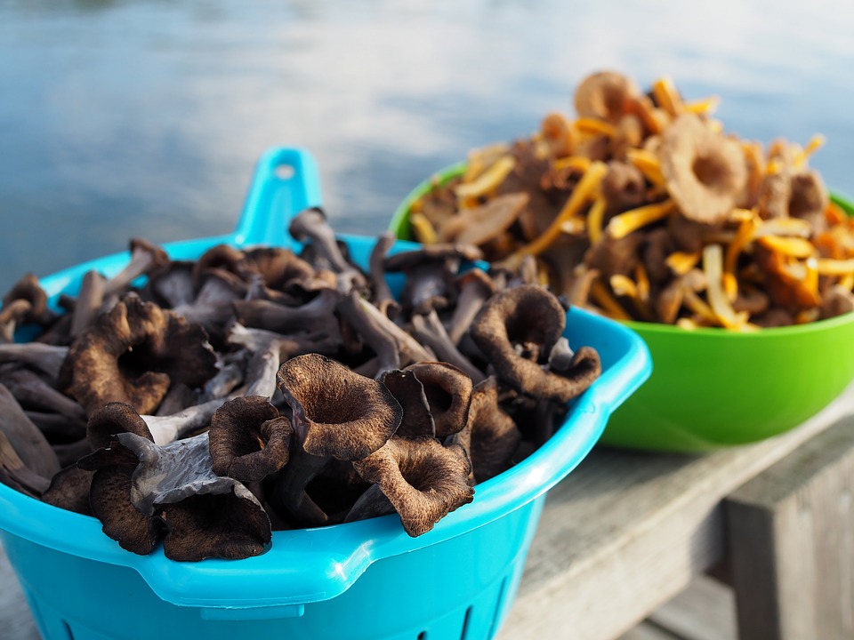 A bowl full of black trumpet mushrooms