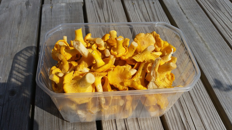 A container full of chanterelle mushrooms
