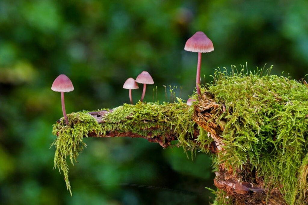 Little pink mushrooms