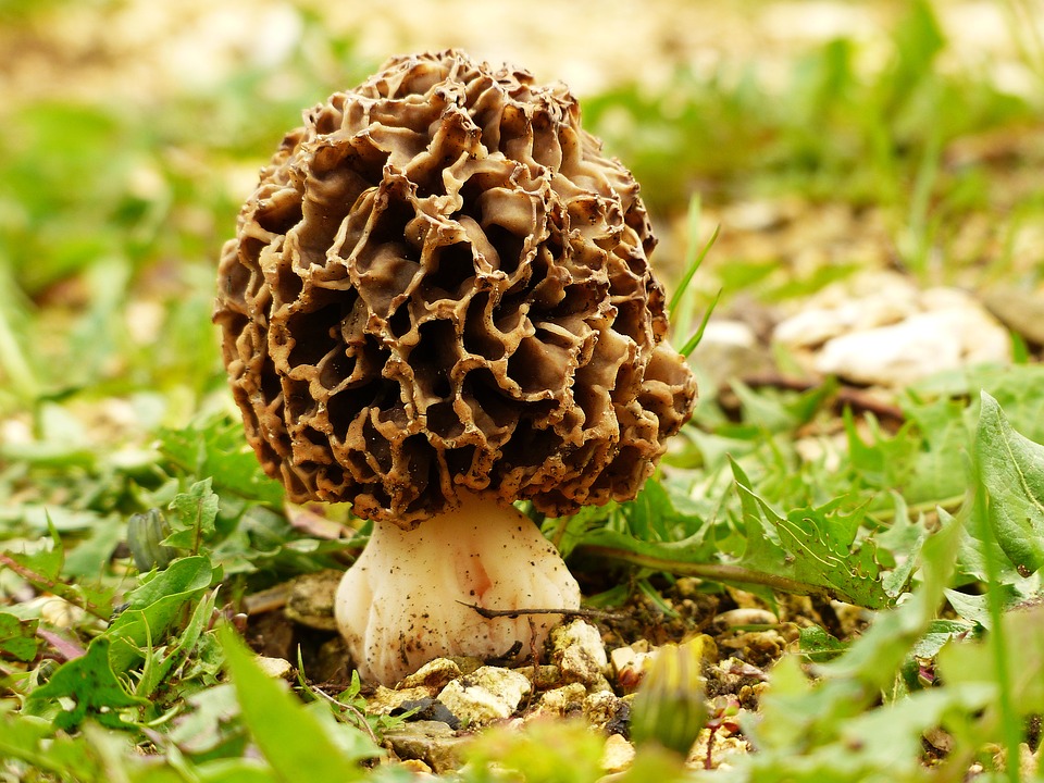 A brown morel mushroom