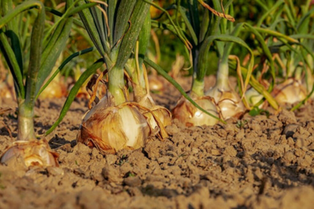 A row of fresh growing onions