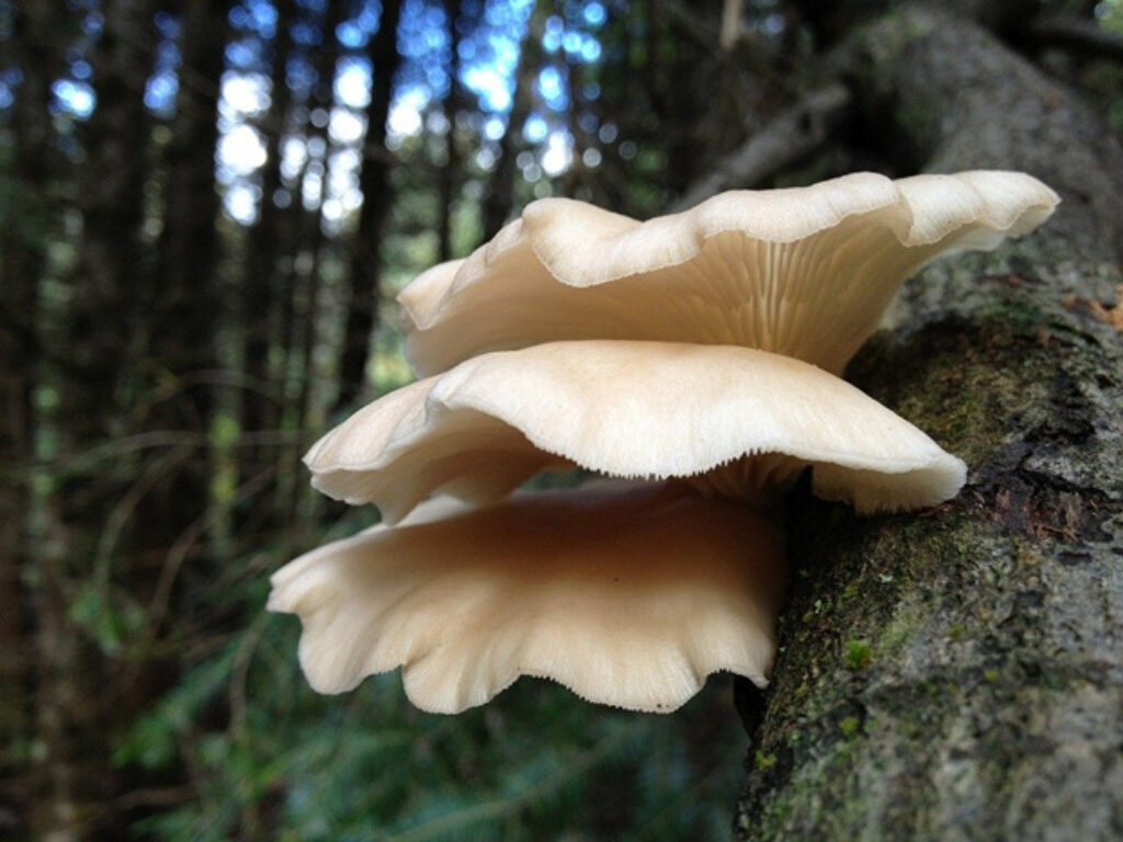 Oyster mushrooms growing on a tree 