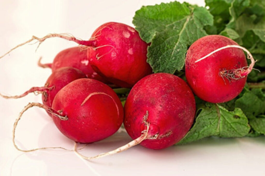 Fresh radishes