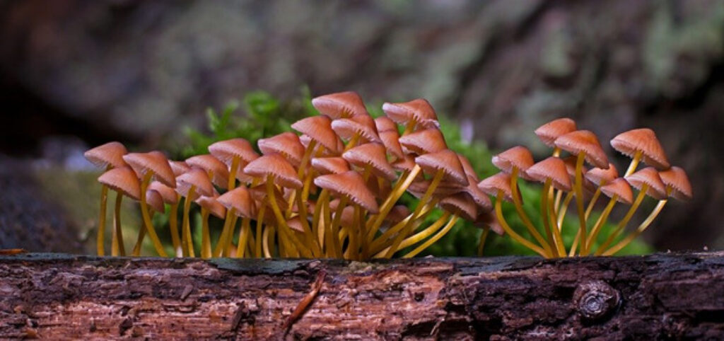 Many little red mushrooms growing on a log