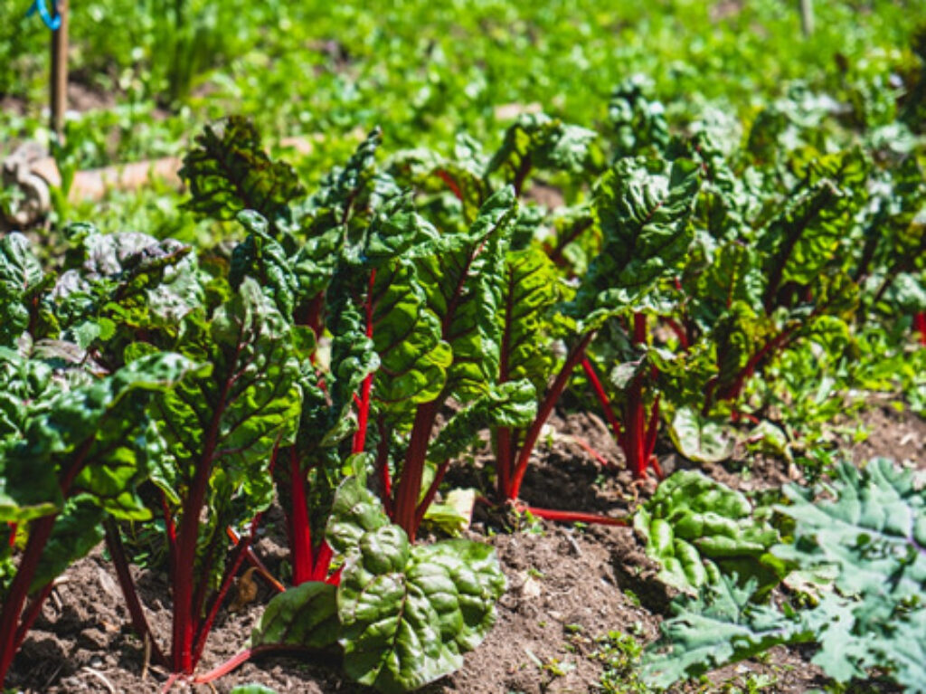 A row of rhubarb plants