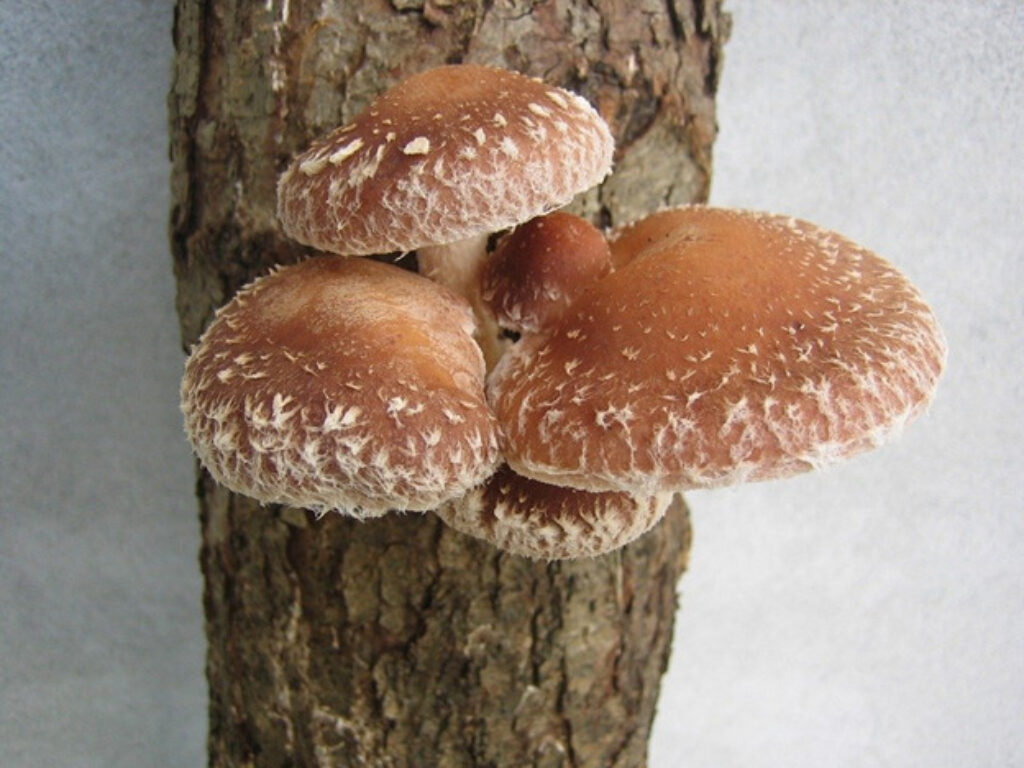 Shiitakes growing on a log 