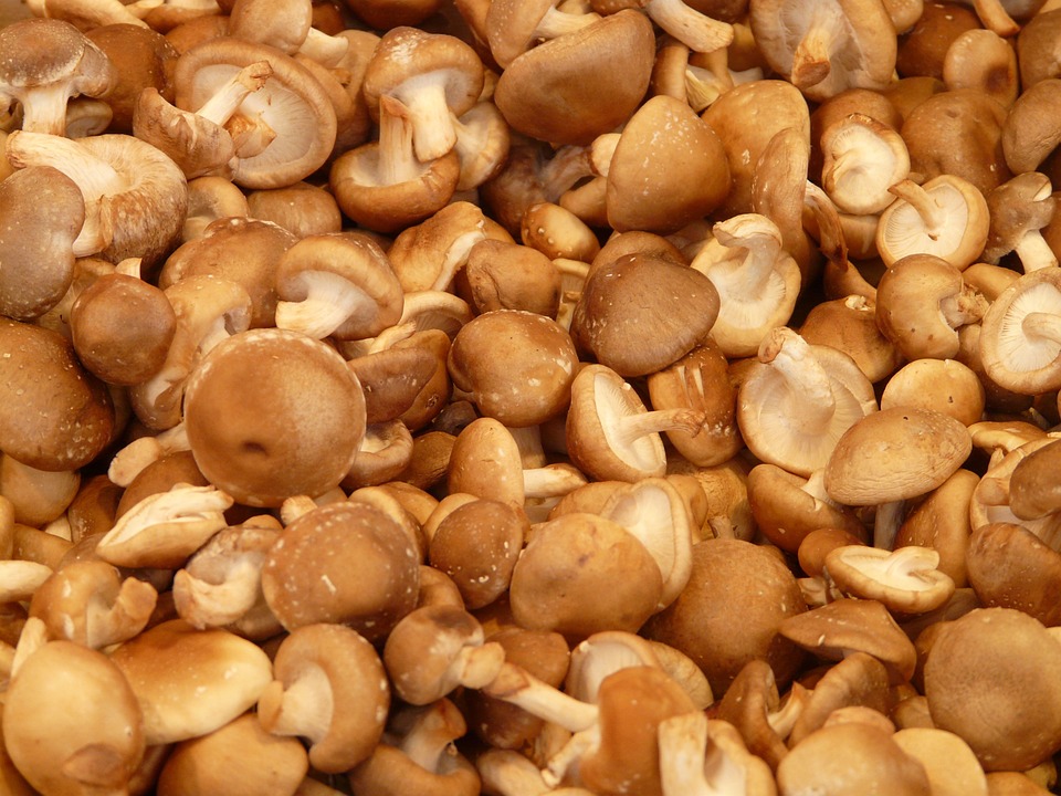 A lot of Shiitake mushrooms