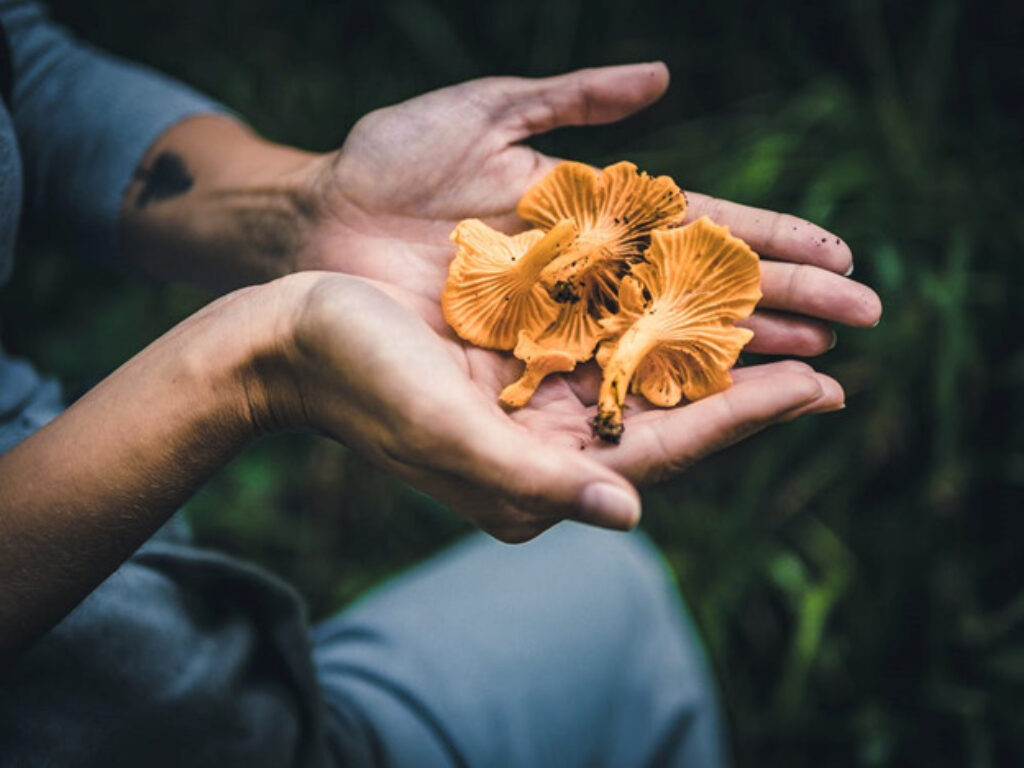 a person holding some chanterelles 