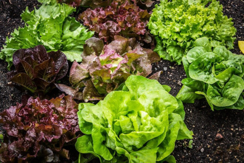 Differently colored salad leaves