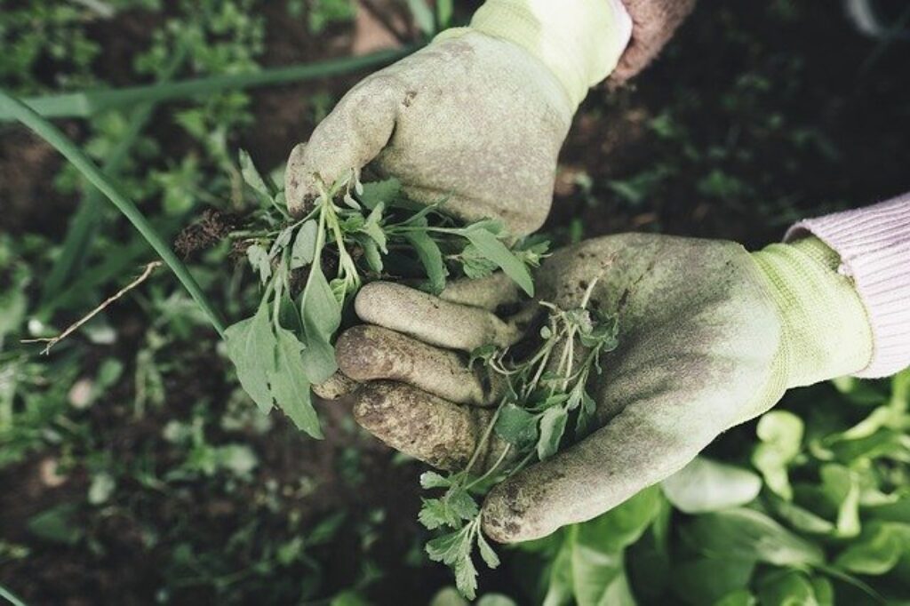 someone holding some weeds