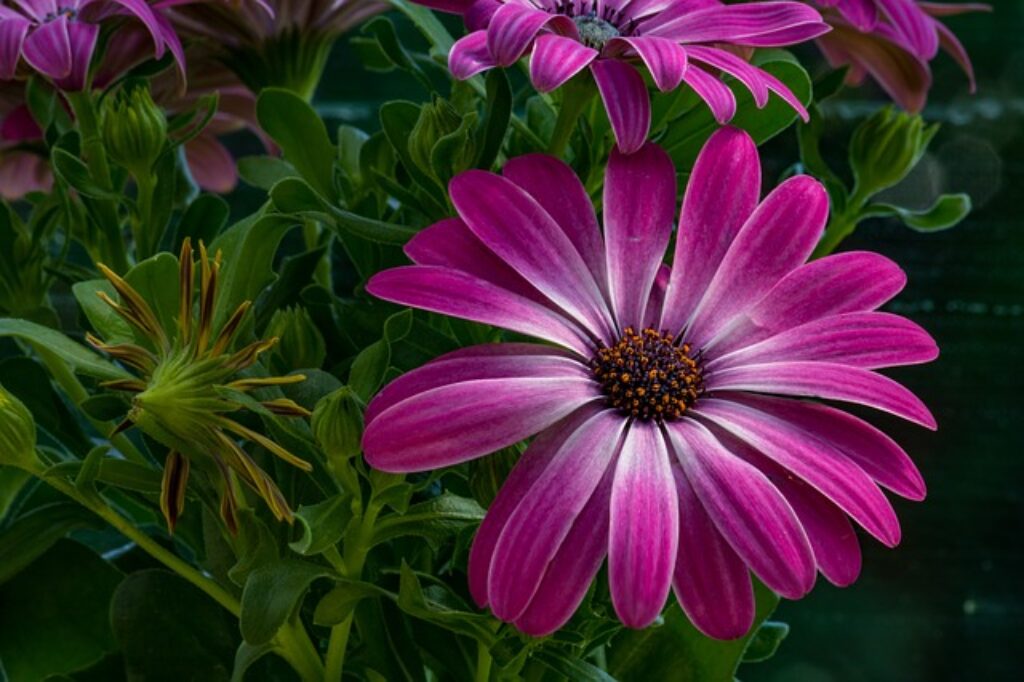 a purple african daisy flower