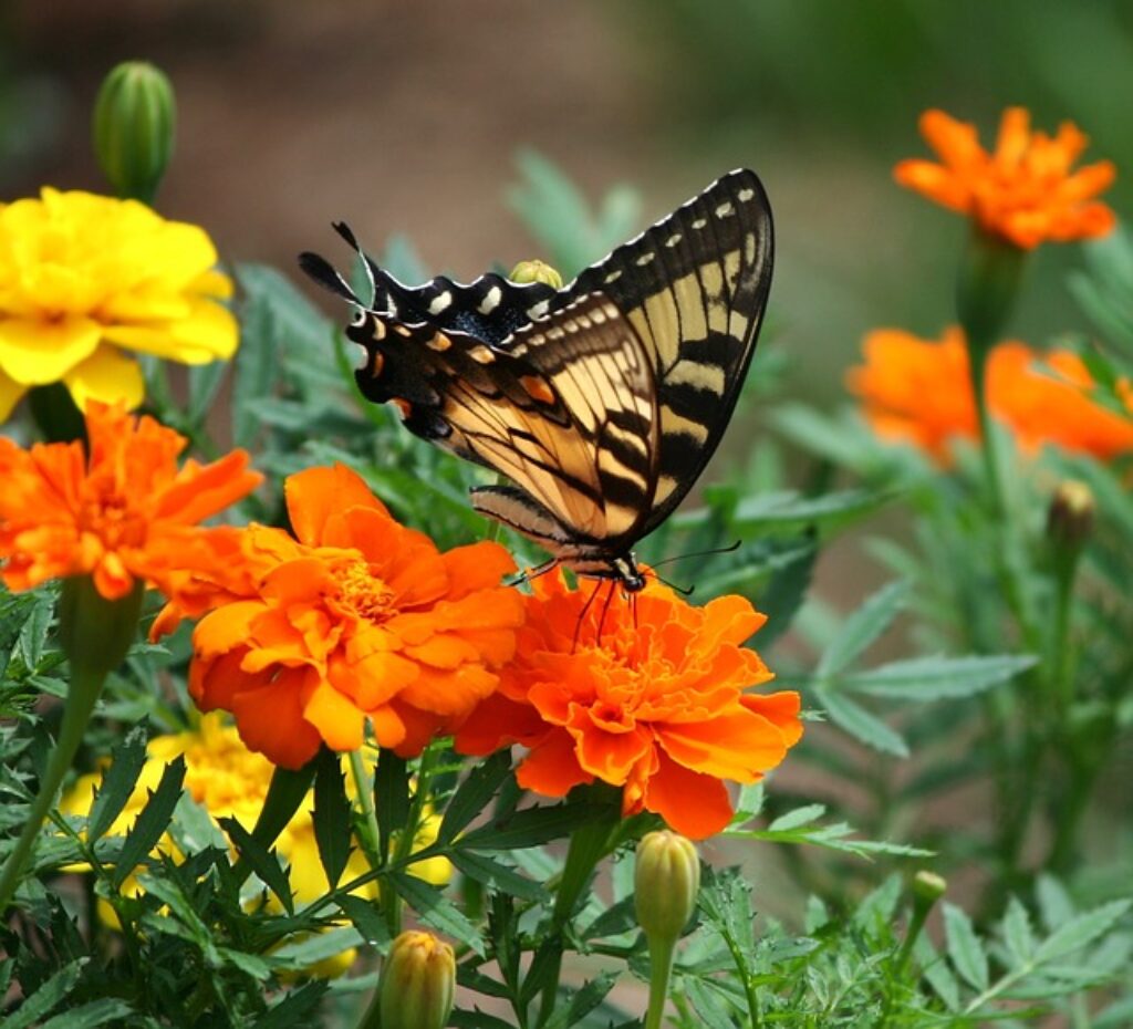 marigolds with a butterfly on top