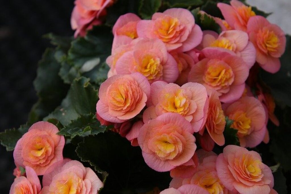 pink begonias