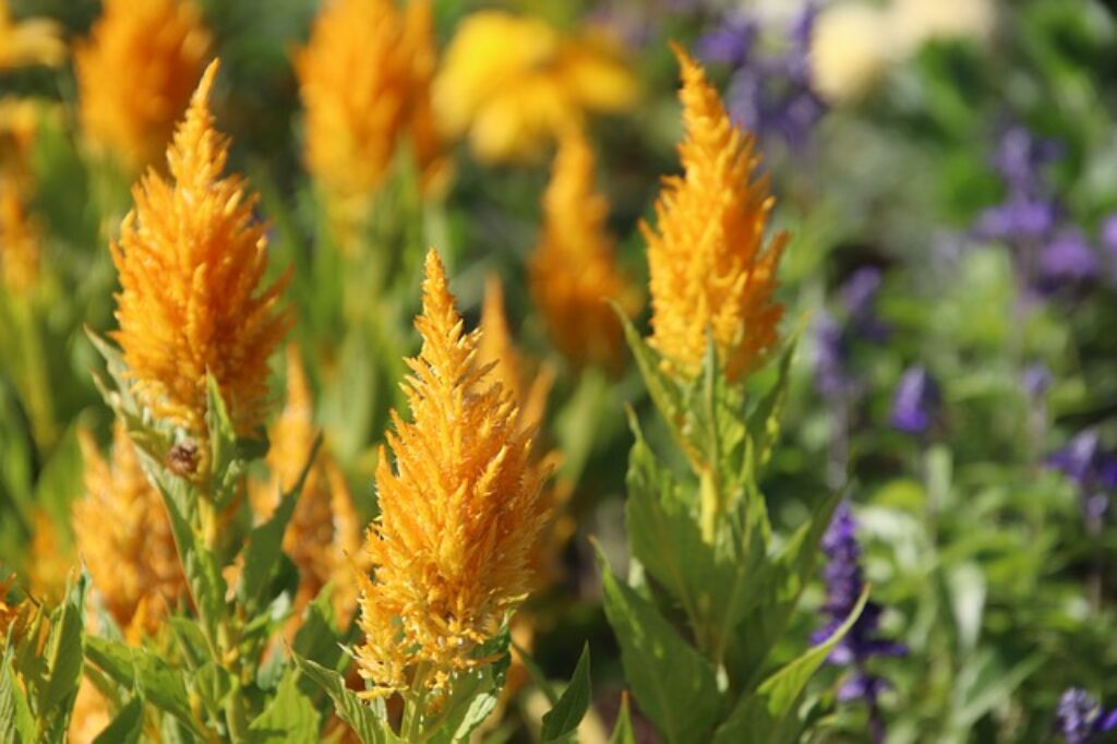 yellow celosia flowers