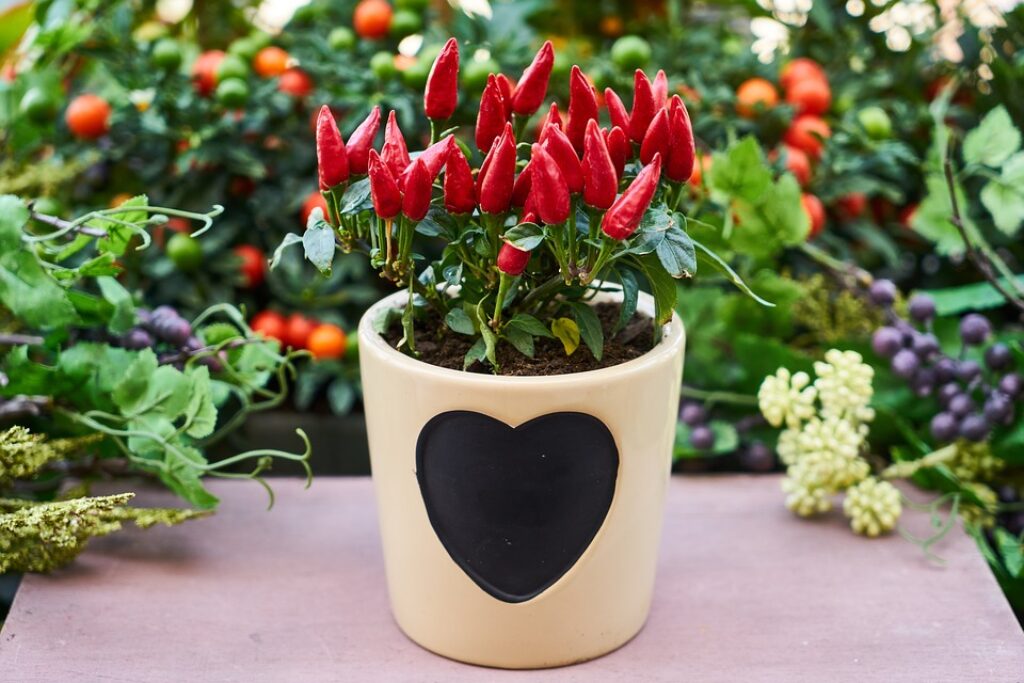 chilli plants in a pot