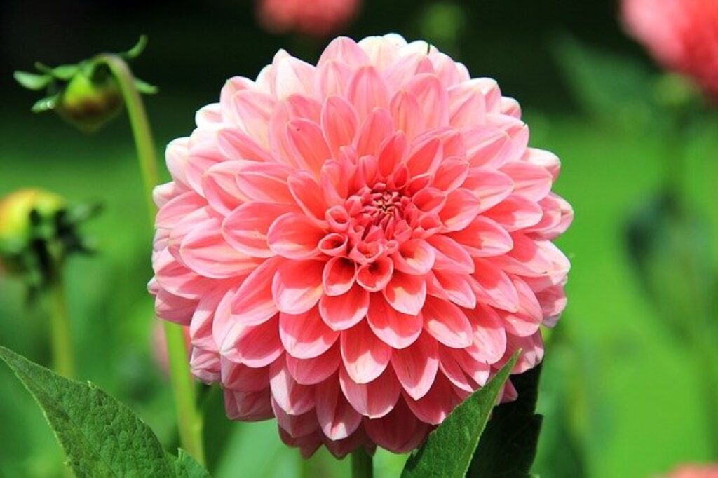 a pink dahlia