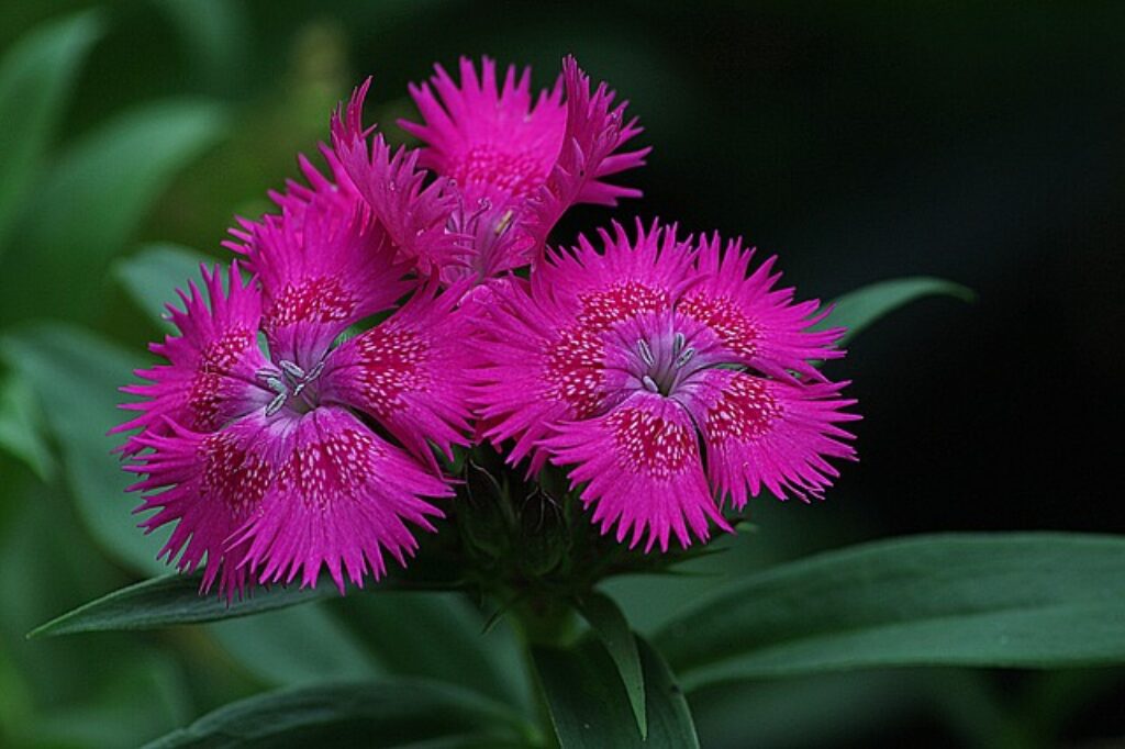 purple dianthus