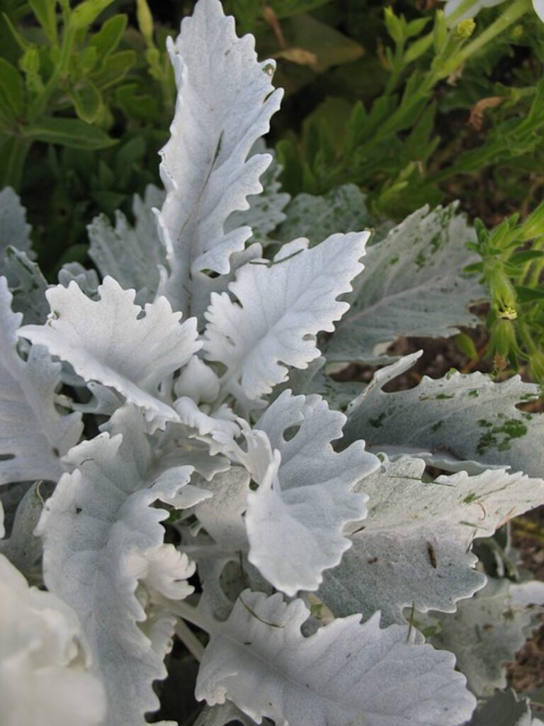 white dusty miller plant