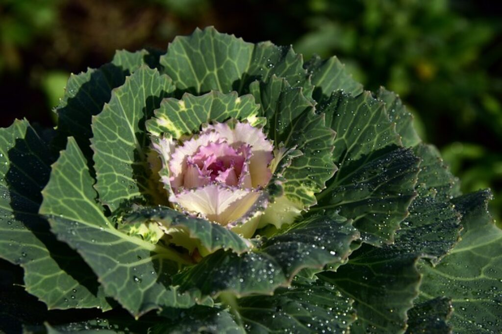 ornamental cabbage