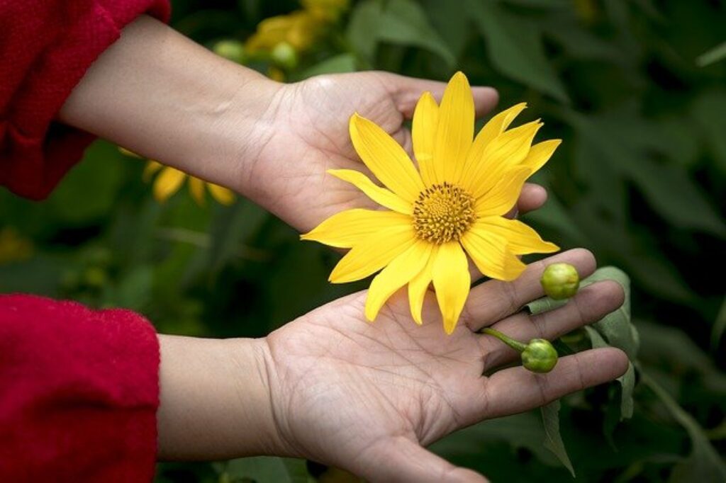 a yellow sunflower