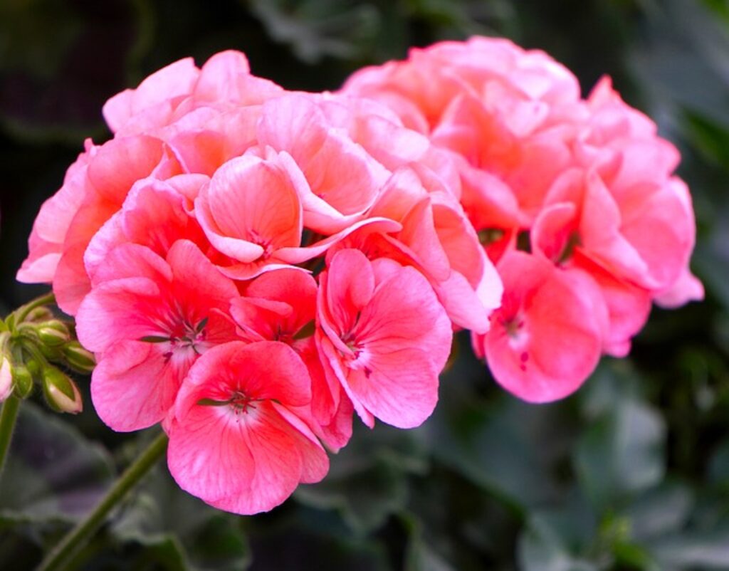 pink geraniums