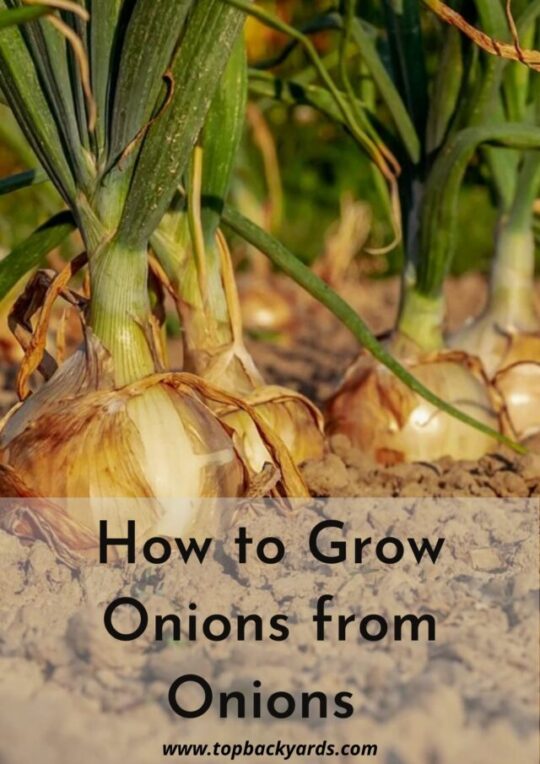 How to Grow Onions from Onions - A Step-By-Step Guide! - TopBackyards