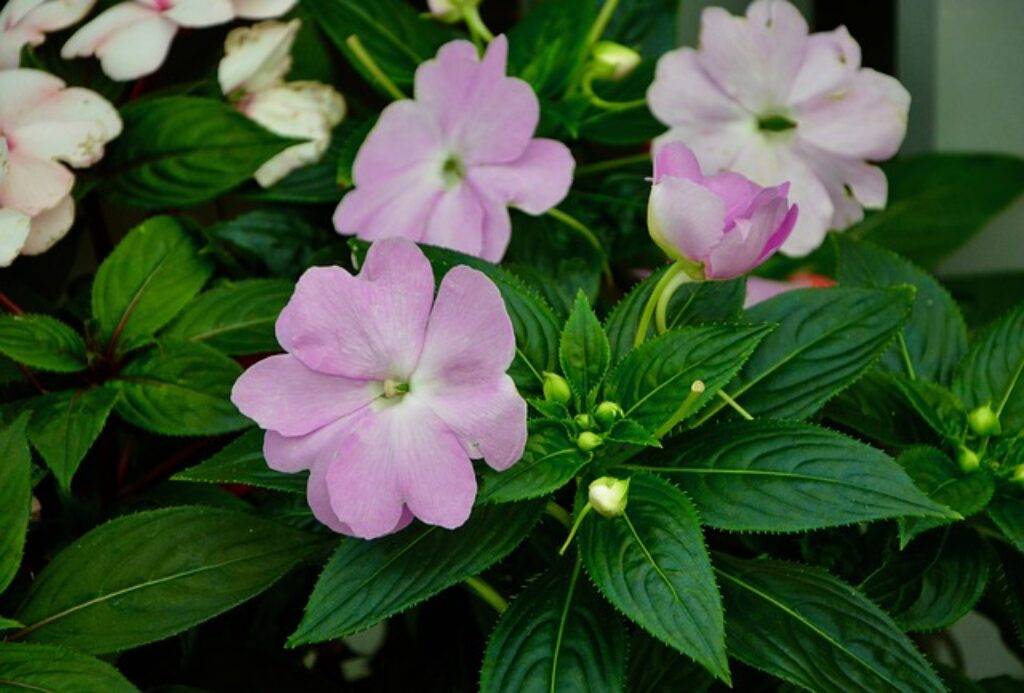 impatiens flowers