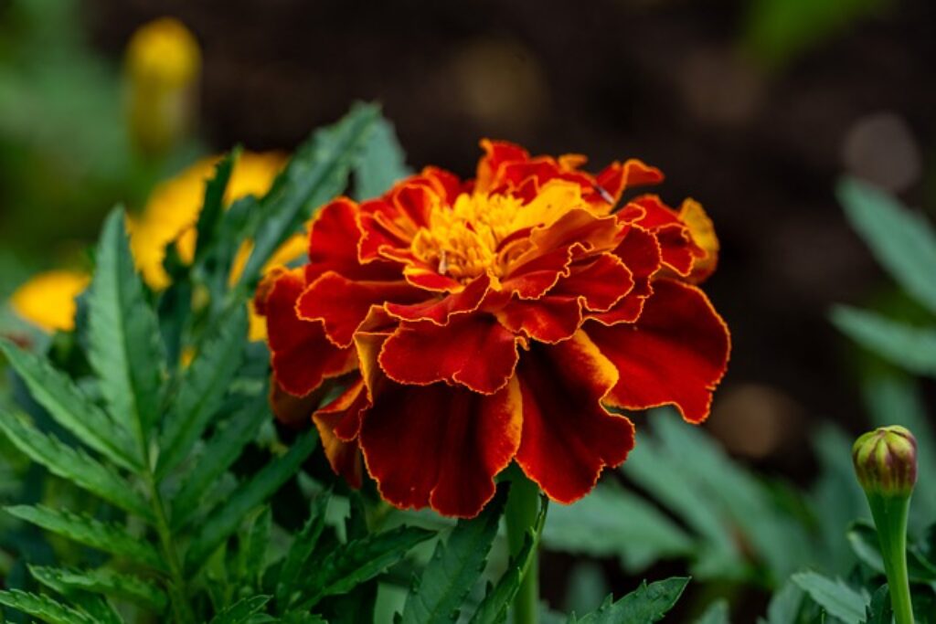 a marigold flower