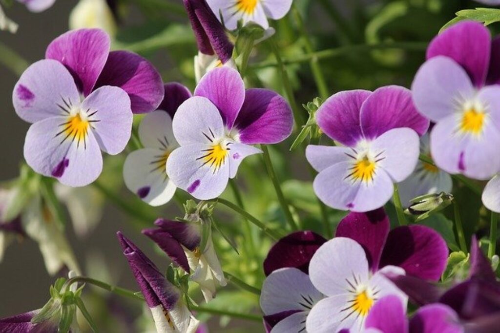 purple and white pansies