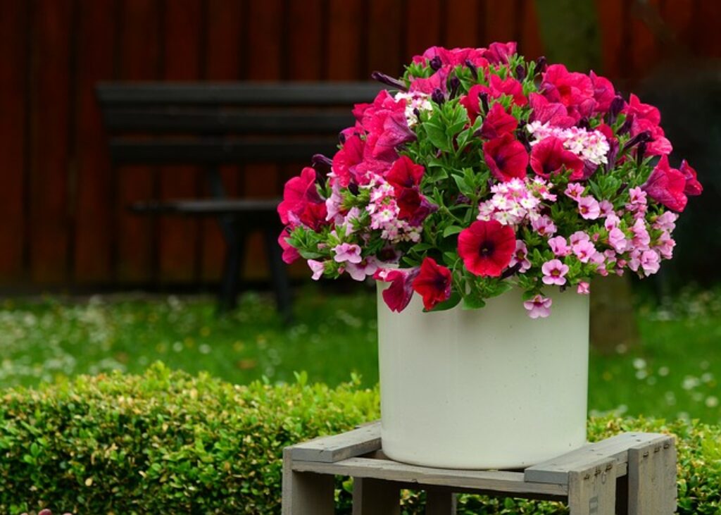 a vase with petunias