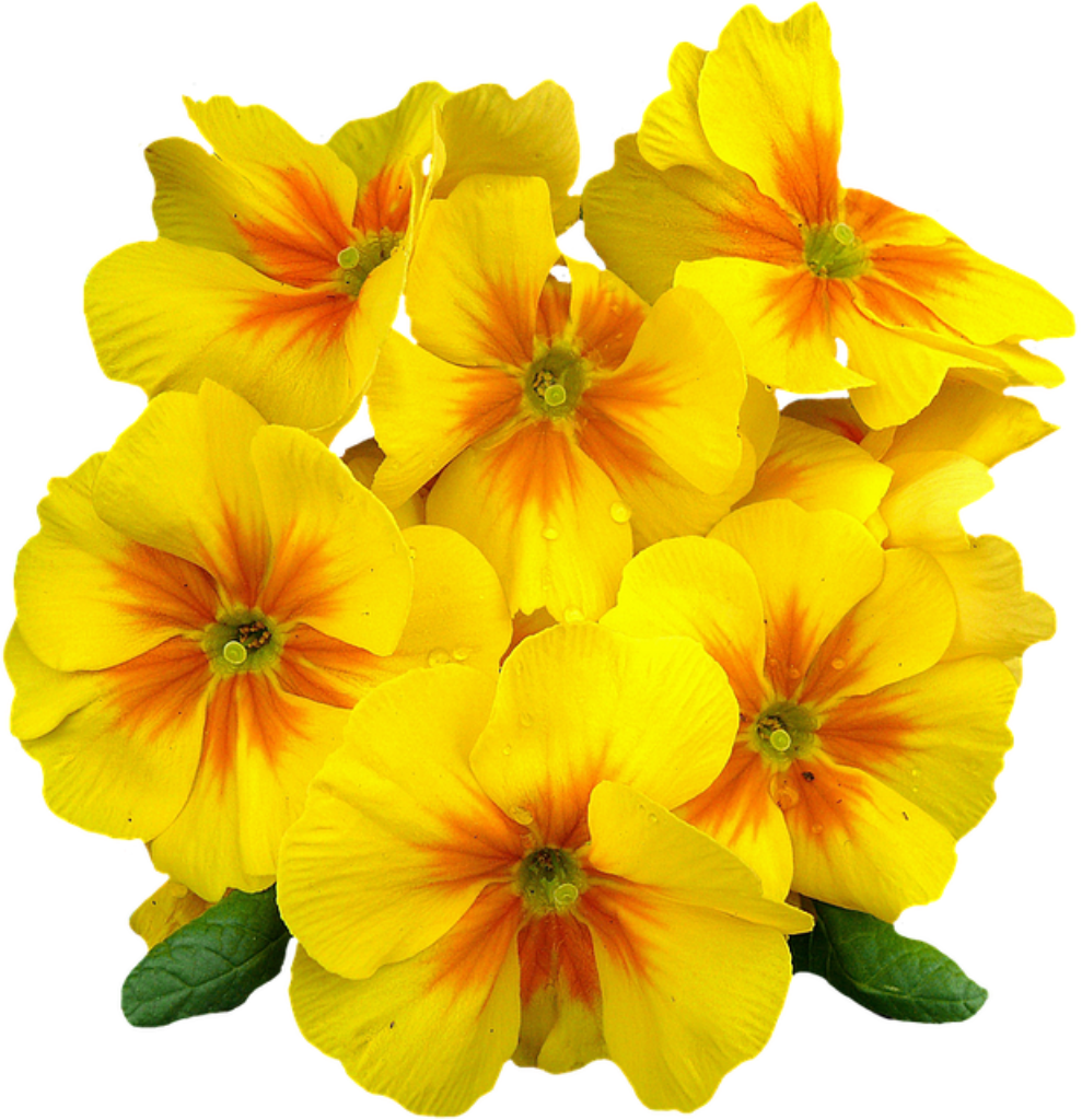 yellow primroses