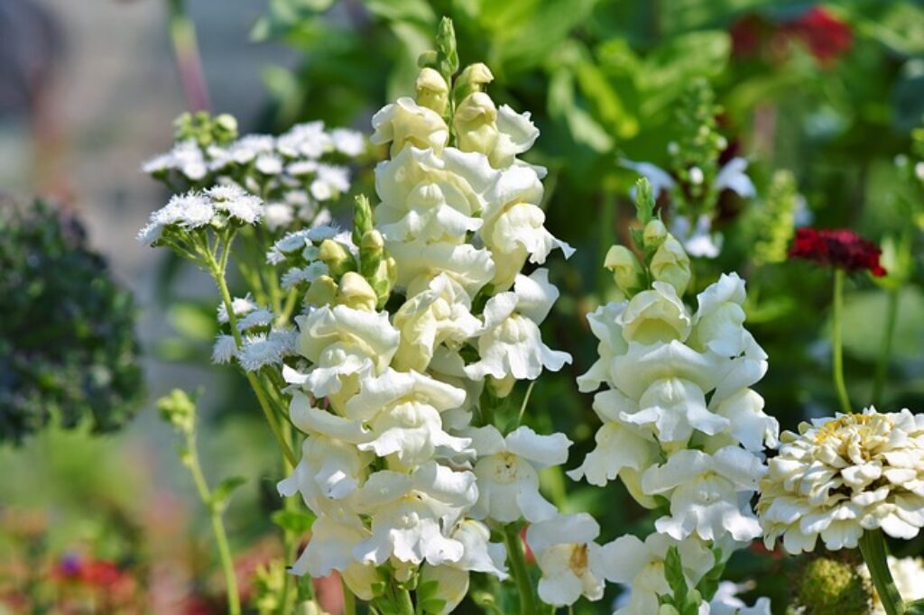 white snapdragon flowers