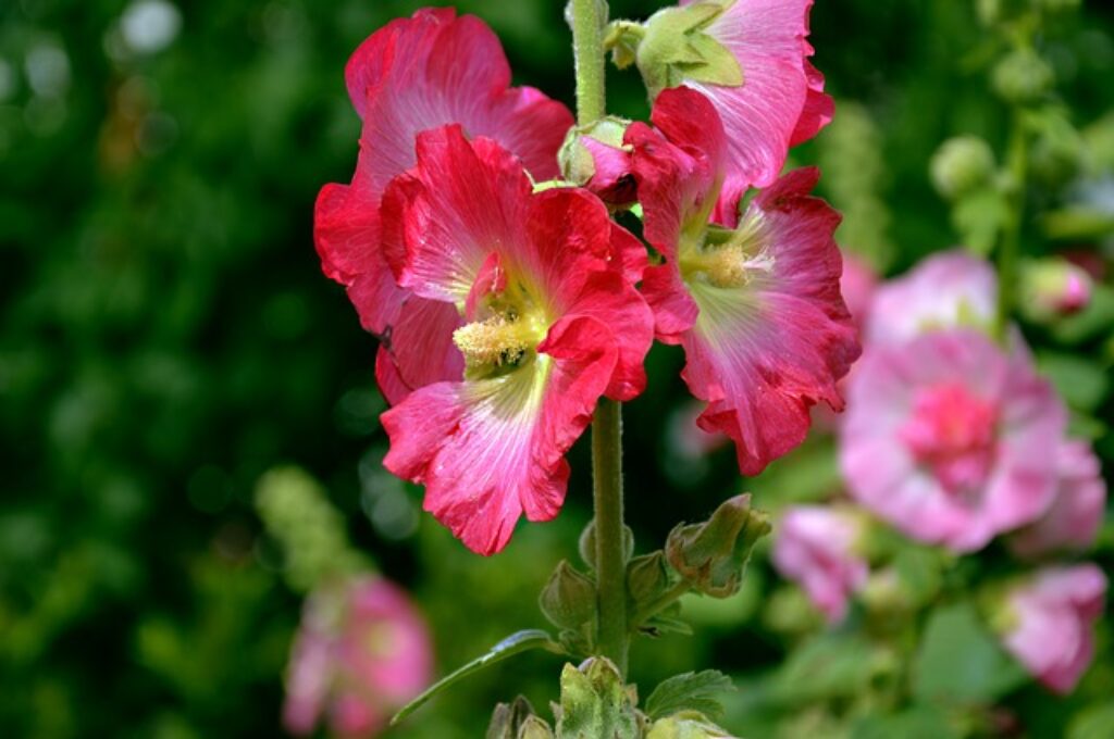 pink stock flowers