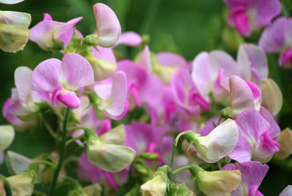 purple sweet peas