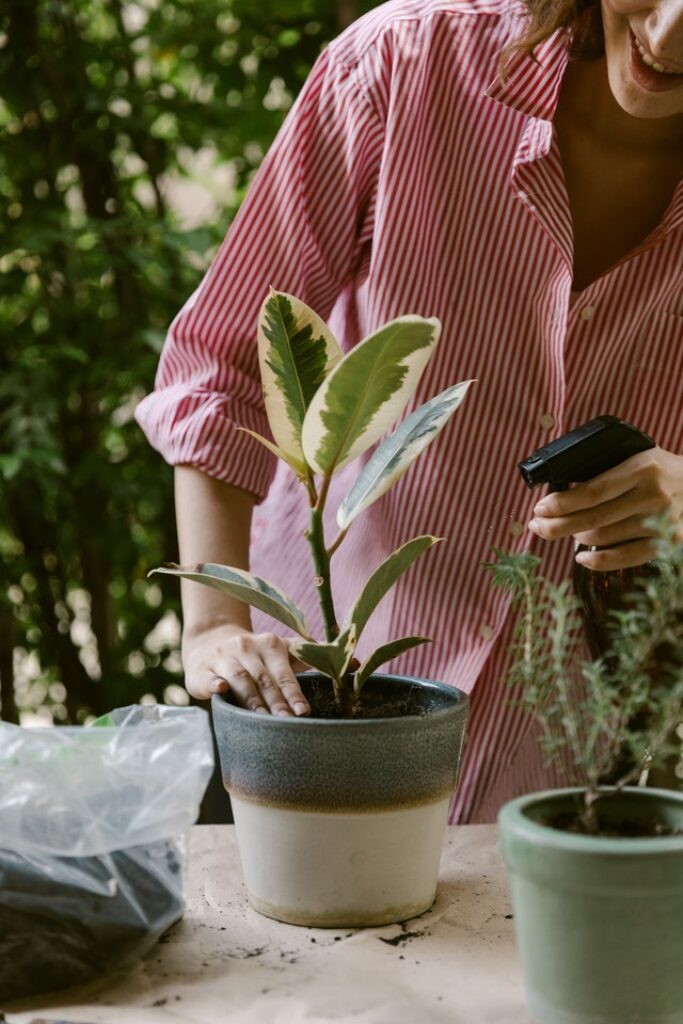 woman spraying plant with compost tea 